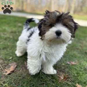 Carson, Biewer Terrier Puppy